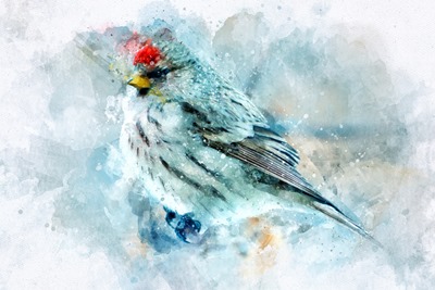 bird common redpoll